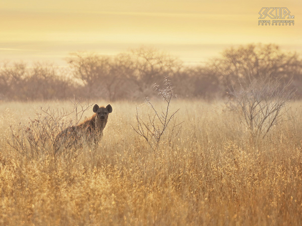 Etosha - Hyena at sunrise An early morning in Etosha NP with beautiful light and a hyena that is looking right into my lens. Stefan Cruysberghs